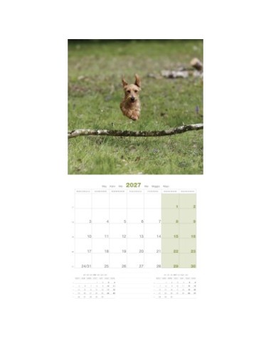 Calendrier chien 2027 - Teckel - Martin