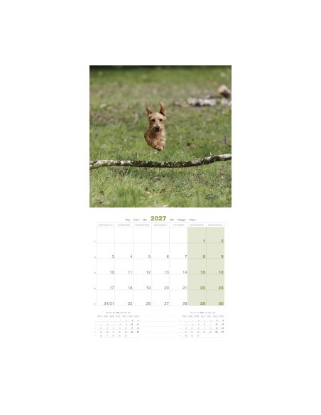 Calendrier chien 2027 - Teckel - Martin