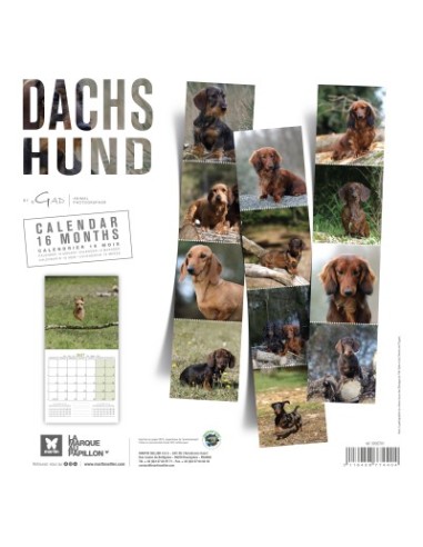 Calendrier chien 2027 - Teckel - Martin