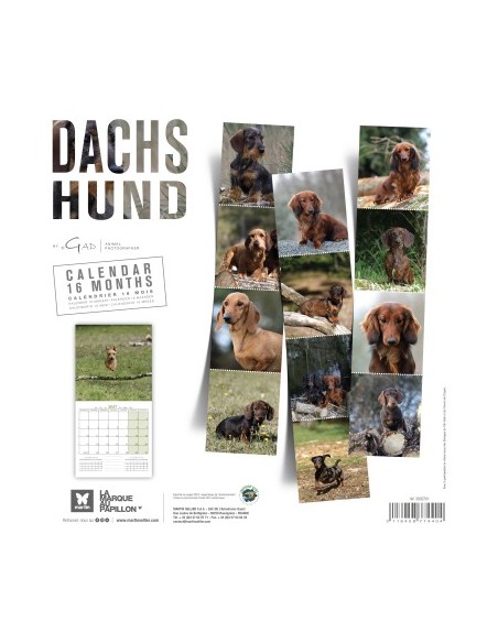 Calendrier chien 2027 - Teckel - Martin