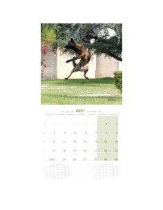 Calendrier chien 2027 - Berger Belge Malinois - Martin 2