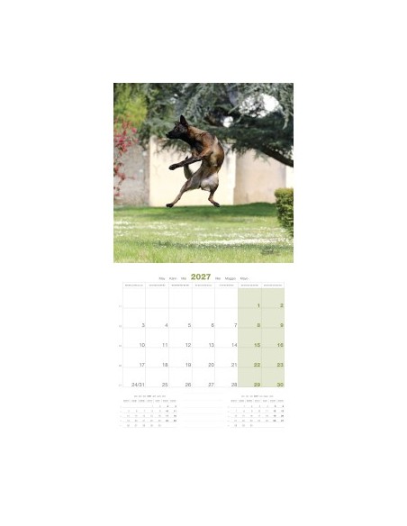 Calendrier chien 2027 - Berger Belge Malinois - Martin