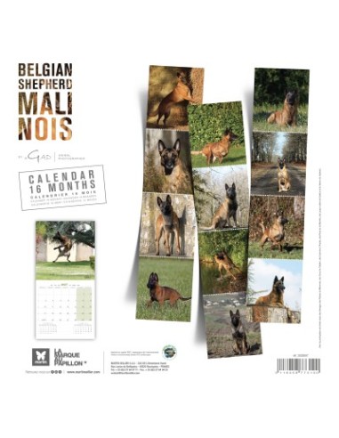 Calendrier chien 2027 - Berger Belge Malinois - Martin