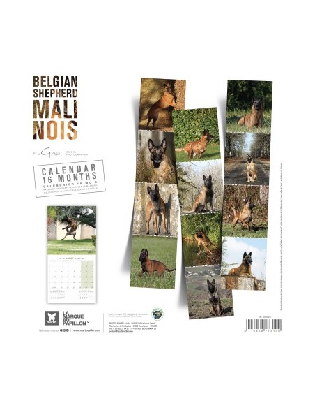 Calendrier chien 2027 - Berger Belge Malinois - Martin