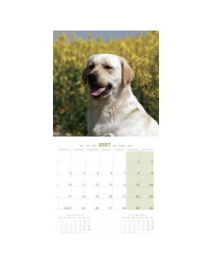 Calendrier chien 2027 - Labrador Retriever - Martin 2