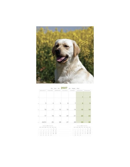 Calendrier chien 2027 - Labrador Retriever - Martin