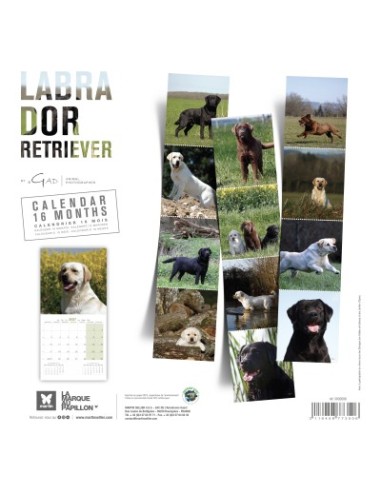 Calendrier chien 2027 - Labrador Retriever - Martin