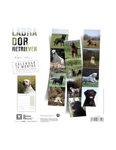 Calendrier chien 2027 - Labrador Retriever - Martin