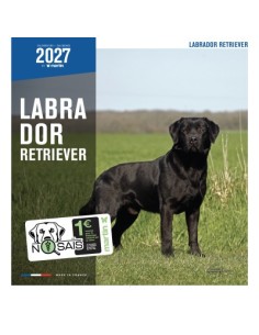 Calendrier chien 2027 - Labrador Retriever - Martin