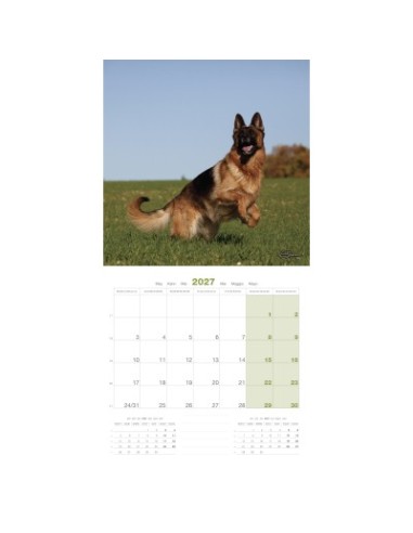 Calendrier chien 2027 - Berger allemand - Martin