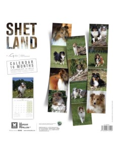 Calendrier chien 2027 - Shetland - Martin 2