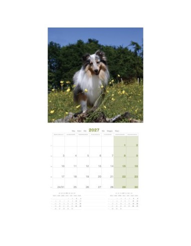 Calendrier chien 2027 - Shetland - Martin