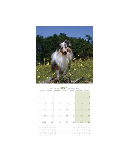 Calendrier chien 2027 - Shetland - Martin