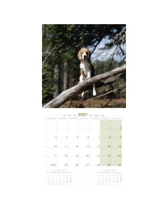 Calendrier chien 2027 - Beagle - Martin 2