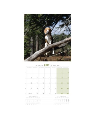 Calendrier chien 2027 - Beagle - Martin