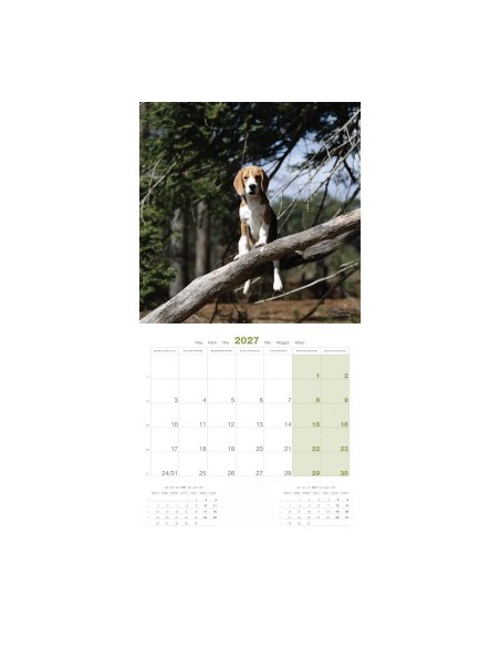 Calendrier chien 2027 - Beagle - Martin