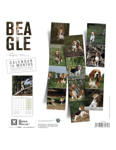 Calendrier chien 2027 - Beagle - Martin