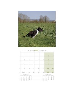Calendrier chien 2027 - Stafford Shire Bull Terrier - Martin 2