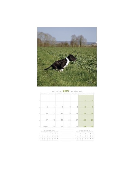 Calendrier chien 2027 - Stafford Shire Bull Terrier - Martin