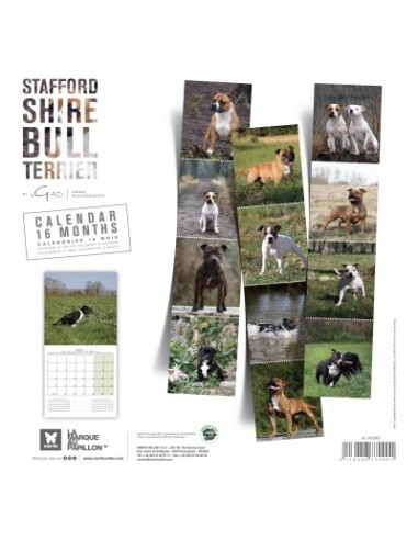 Calendrier chien 2027 - Stafford Shire Bull Terrier - Martin