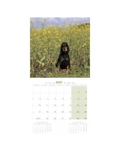 Calendrier chien 2027 - Cocker Anglais- Martin 2