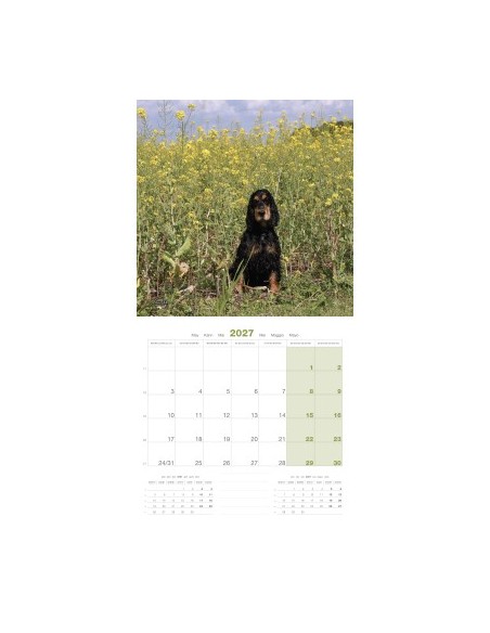 Calendrier chien 2027 - Cocker Anglais- Martin