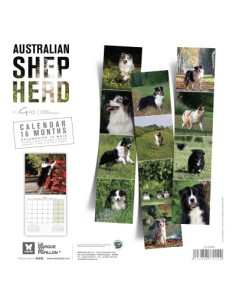 Calendrier chien 2027 - Berger Australien - Martin 2