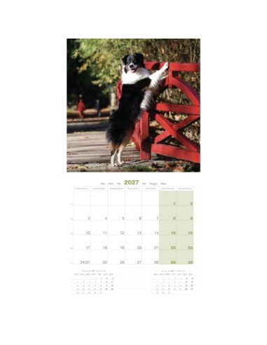 Calendrier chien 2027 - Berger Australien - Martin