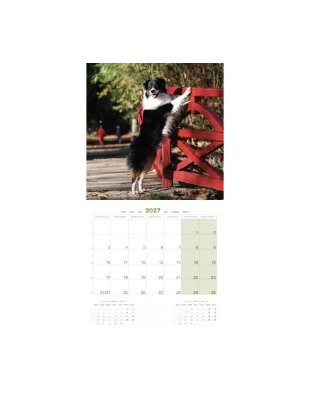 Calendrier chien 2027 - Berger Australien - Martin