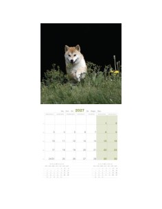 Calendrier chien 2027 - Shiba - Martin