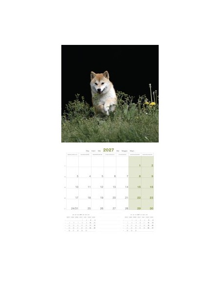 Calendrier chien 2027 - Shiba - Martin