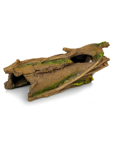 Souche 829 – 29,5 × 12,5 × 10 cm