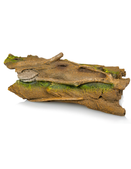Souche 828 – 36,5 × 16 × 11 cm