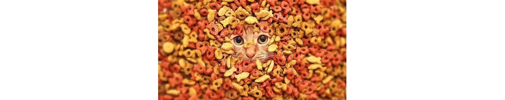 Alimentation pour chats
