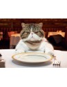 Alimentation pour chats