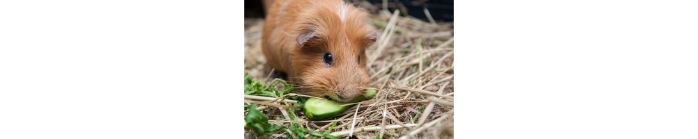 Alimentation rongeurs