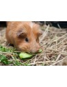 Alimentation rongeurs
