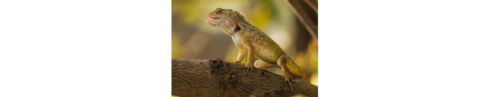 Reptiles