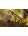 Reptiles