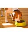 Alimentation humide / pâtées pour chiens