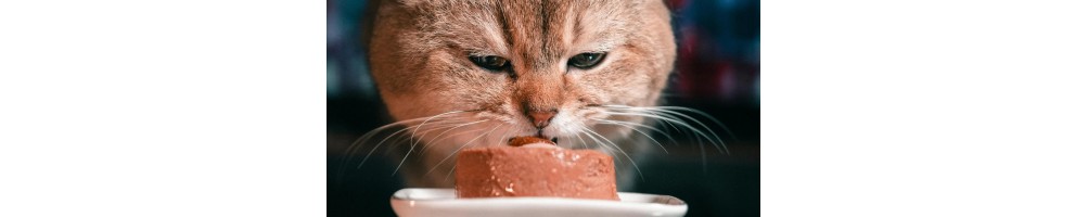 Alimentation humide / pâtées pour chats