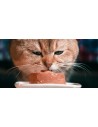 Alimentation humide / pâtées pour chats