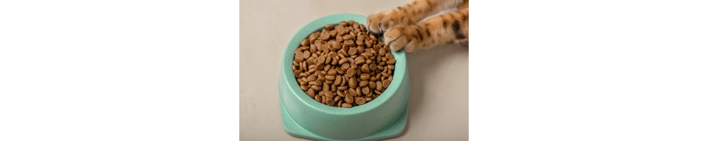 Alimentation sèche / croquettes pour chats
