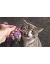 Friandises pour chats