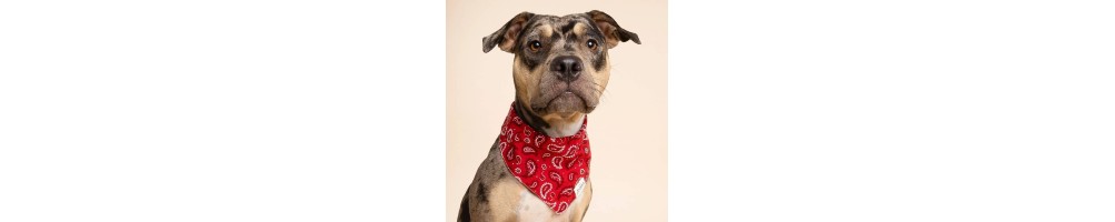 Bandanas