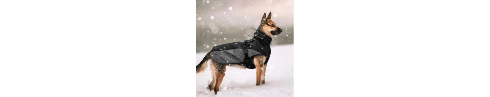 Manteau