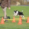 Set d'obstacles pour petits et moyens chiens
