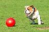 Boomer Ball pour chien