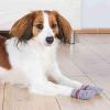 Paire de chaussettes antidérapantes pour chien