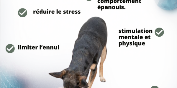 🐶🐱 Jeux d’occupation pour chiens et chats : stimuler l’esprit et le corps